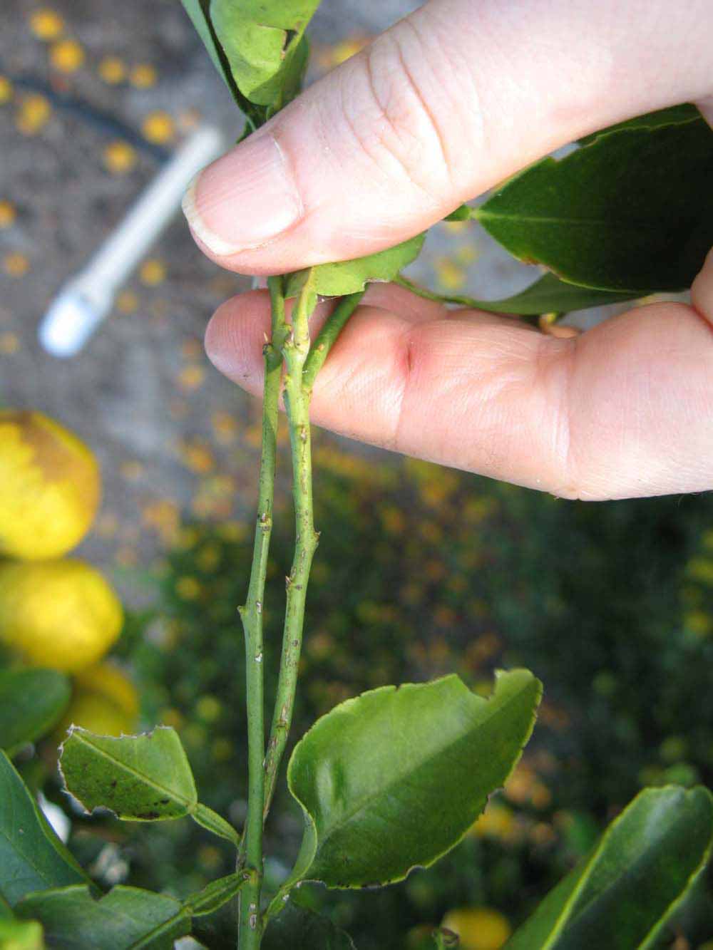              First year twig (Winter Haven, FL)       